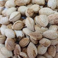 تصویر 2 از فروش بادام شاهرودی 21 + قیمت عمده